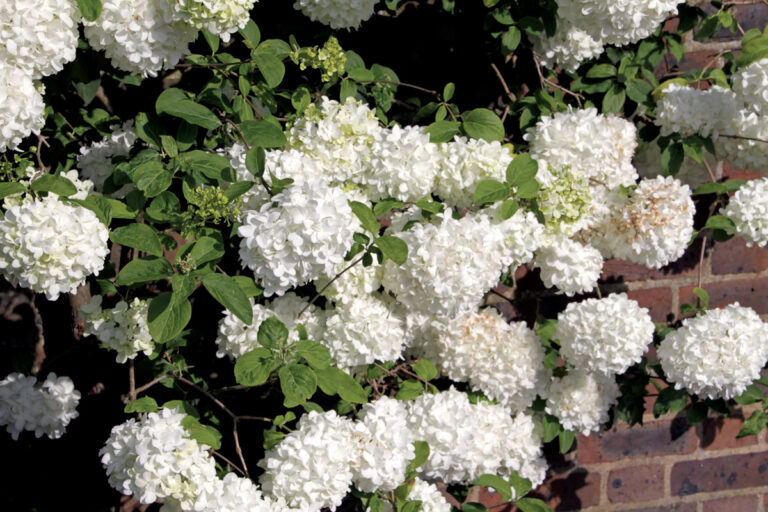 Best Plants for Your Southeast Garden Shopping List