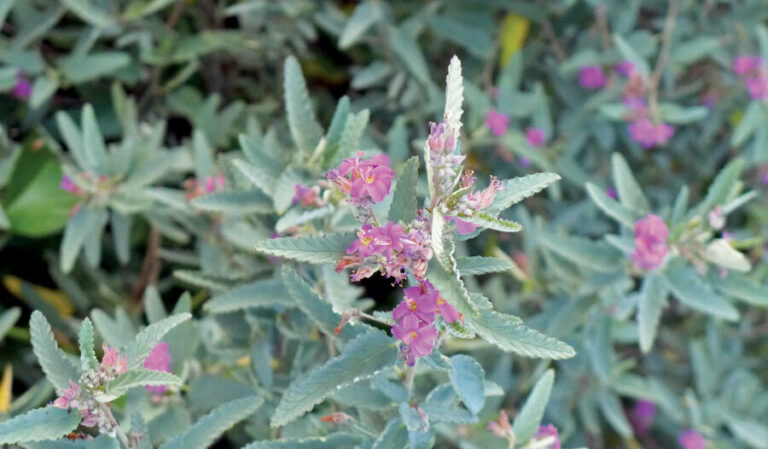 Best Plants for Your Southwest Garden Shopping List