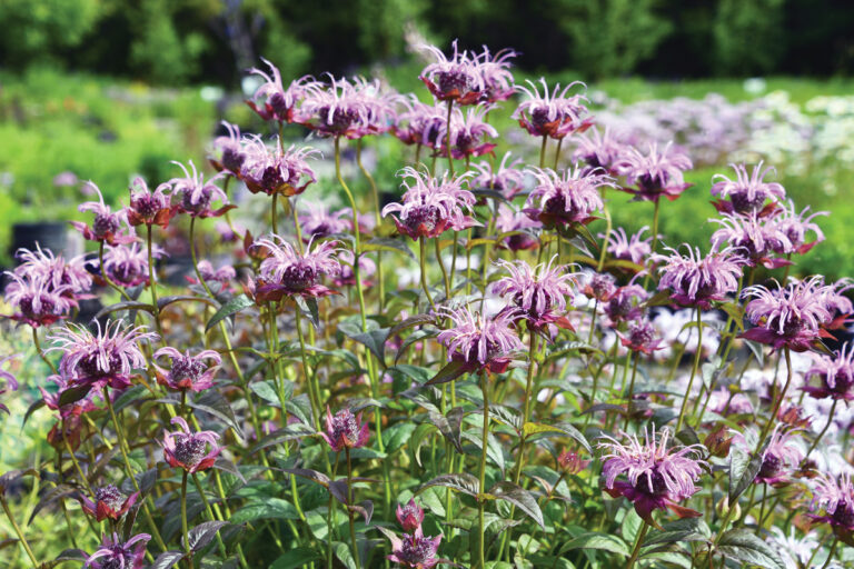 Best Plants for Your Midwest Garden Shopping List