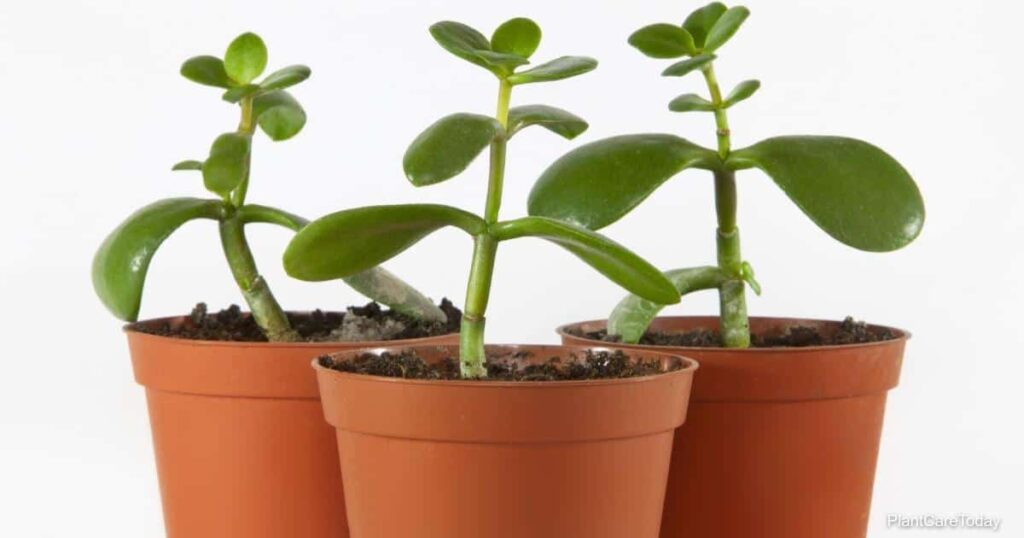 How To Start A Jade Plant From A Cutting