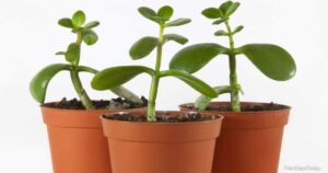 How To Start A Jade Plant From A Cutting
