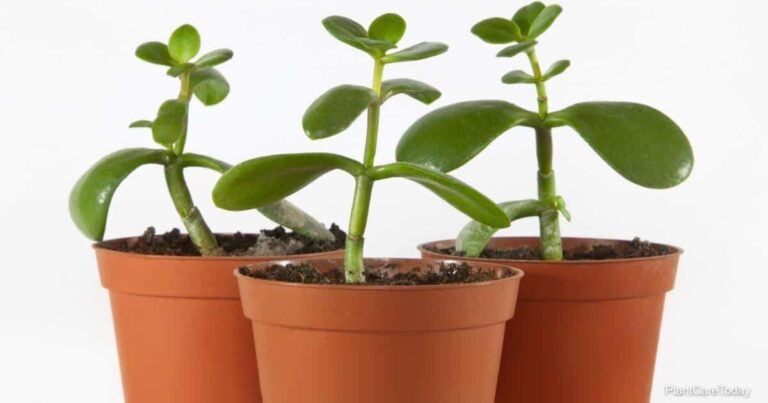 How To Start A Jade Plant From A Cutting