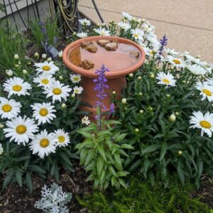 A Small St. Louis Garden Packed With Flowers