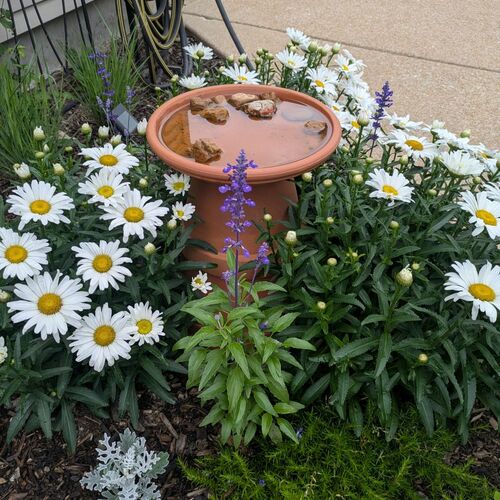 A Small St. Louis Garden Packed With Flowers