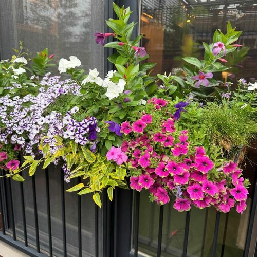 Finding Joy in a Chicago Container Garden