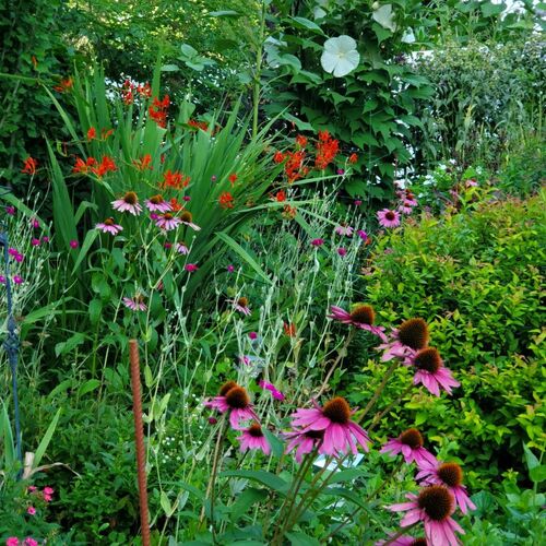 Candice’s Evolving Garden in New Jersey
