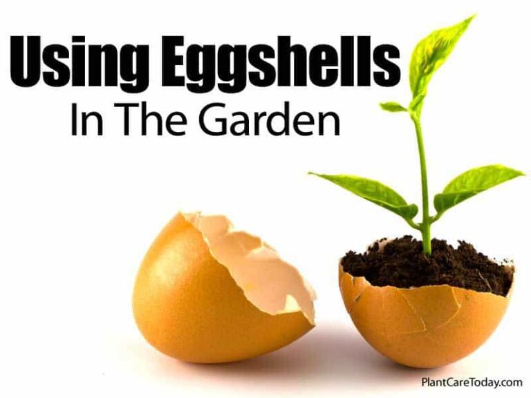 How To Prepare And Use Eggshells In The Garden