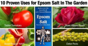 Epsom Salts In The Garden: Transplant | Fertilizer