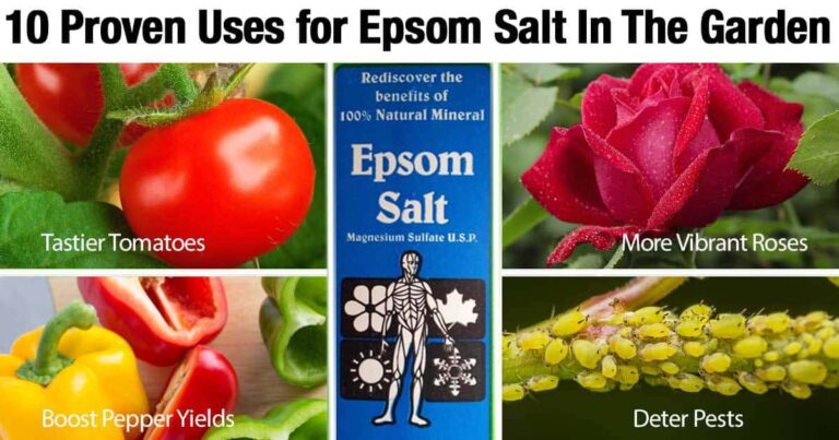 Epsom Salts In The Garden: Transplant | Fertilizer