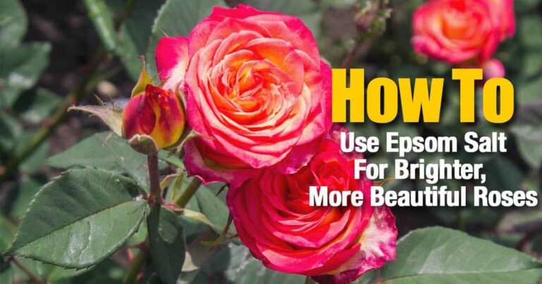 How To Use Epsom Salt For Brighter, More Beautiful Roses