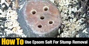 How To Use Epsom Salt For Stump Removal
