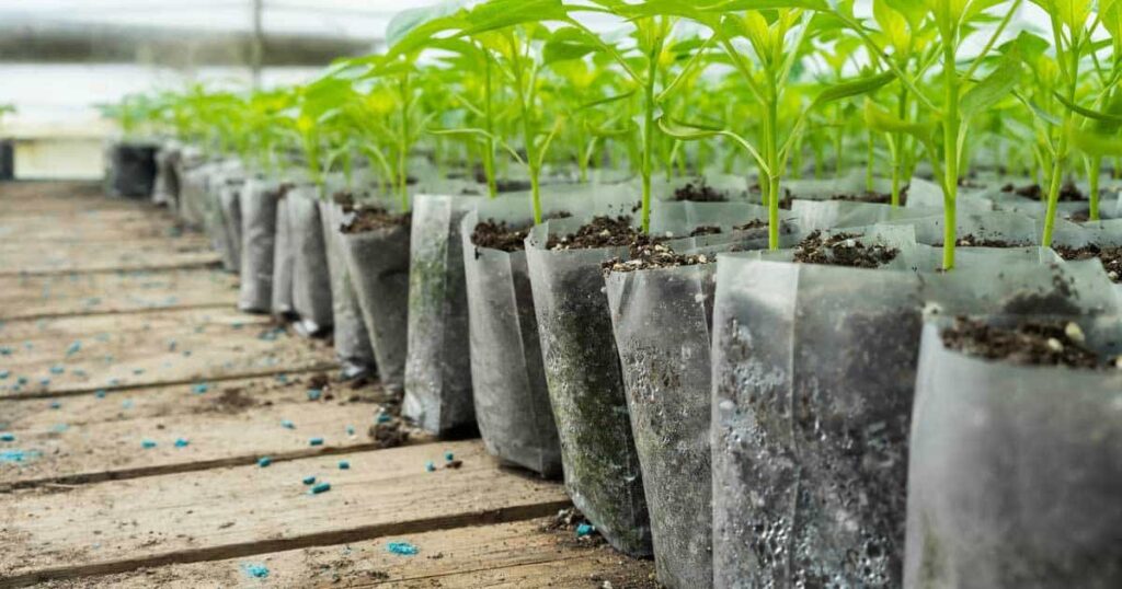 Using Epsom Salts To Help Overcome Transplant Shock