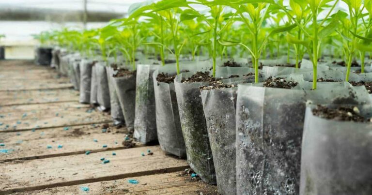 Using Epsom Salts To Help Overcome Transplant Shock