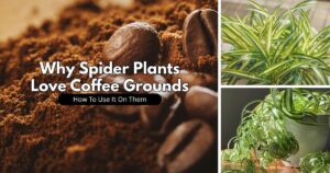 Do Spider Plants Like Coffee Grounds?