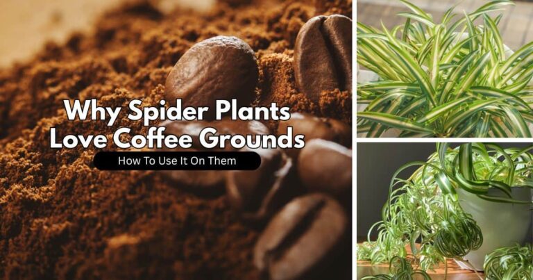 Do Spider Plants Like Coffee Grounds?
