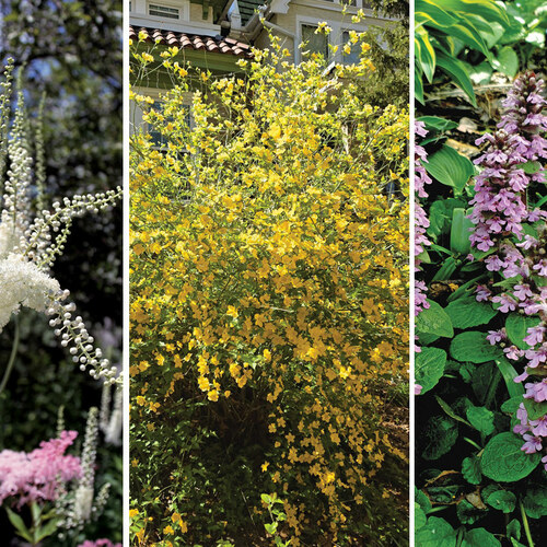 Problem-Solving Plants for Challenging Shade Garden Conditions