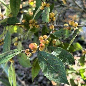 GPOD on the Road: Exploring Atlanta Botanical Garden, Gainesville