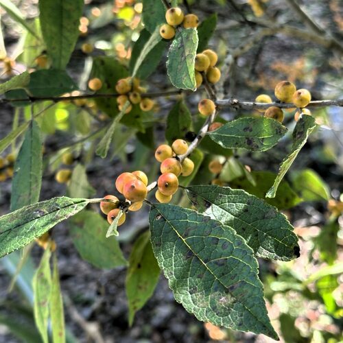 GPOD on the Road: Exploring Atlanta Botanical Garden, Gainesville