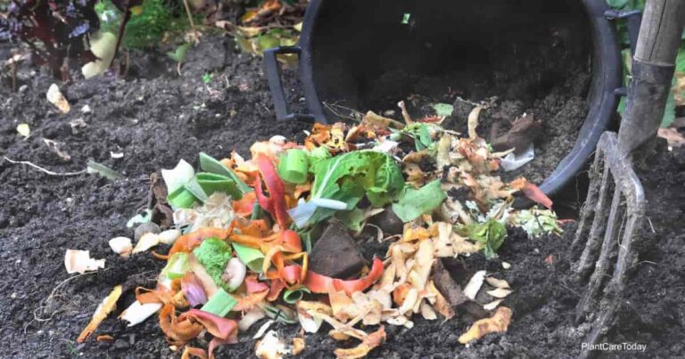 13+ Things Not To Put In Compost