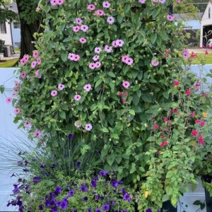 Linda’s Colorful Containers in Ohio