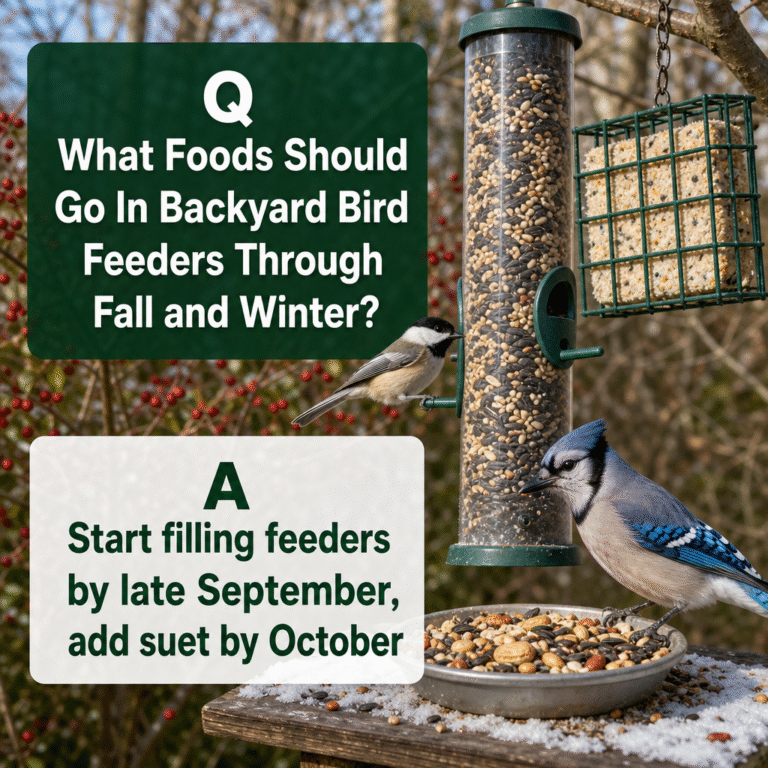 What Foods Should Go In Backyard Bird Feeders Through Fall and Winter? –