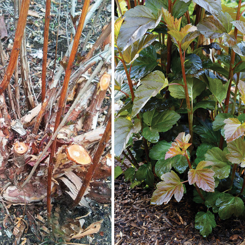 Do Your Shrubs Need Renewal Pruning?