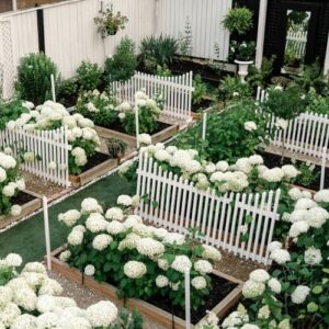 Marni’s Hydrangea-Filled Garden in Alberta