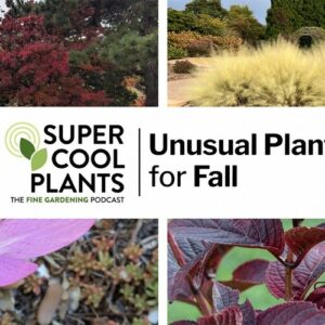 Episode 6: Unusual Plants for Fall