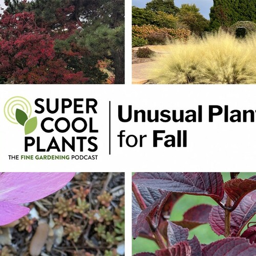 Episode 6: Unusual Plants for Fall