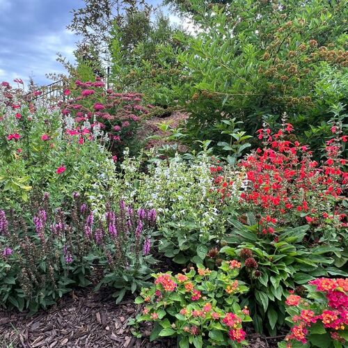 Rachel’s Colorful Hillside Garden in Atlanta