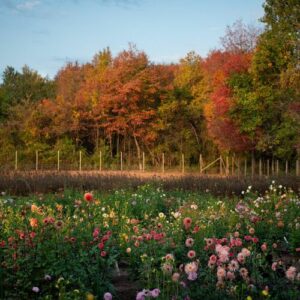 The Business of Flower Farming: Bewitching Blooms