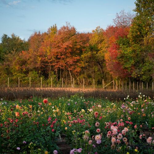 The Business of Flower Farming: Bewitching Blooms