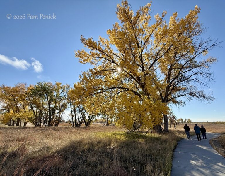 Prairie walk and Momaday reading at Rocky Mountain Arsenal Wildlife Refuge