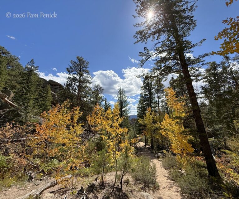 Aspen gold on Gem Lake Trail hike