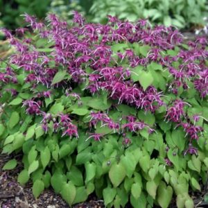 Drought-Tolerant Perennials for Mid-Atlantic Gardens
