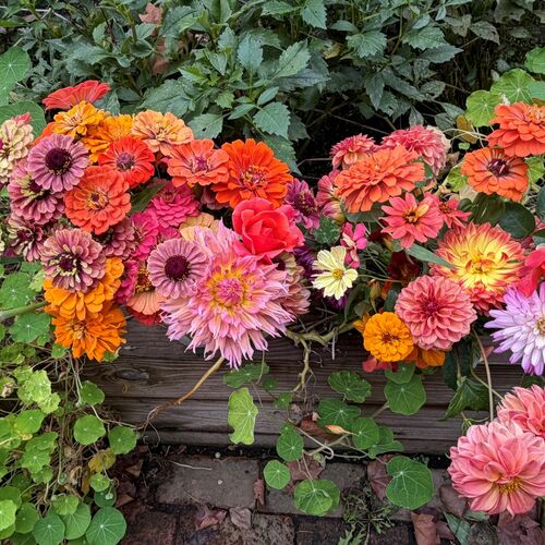 One Last Harvest from Ellen’s Cutting Garden