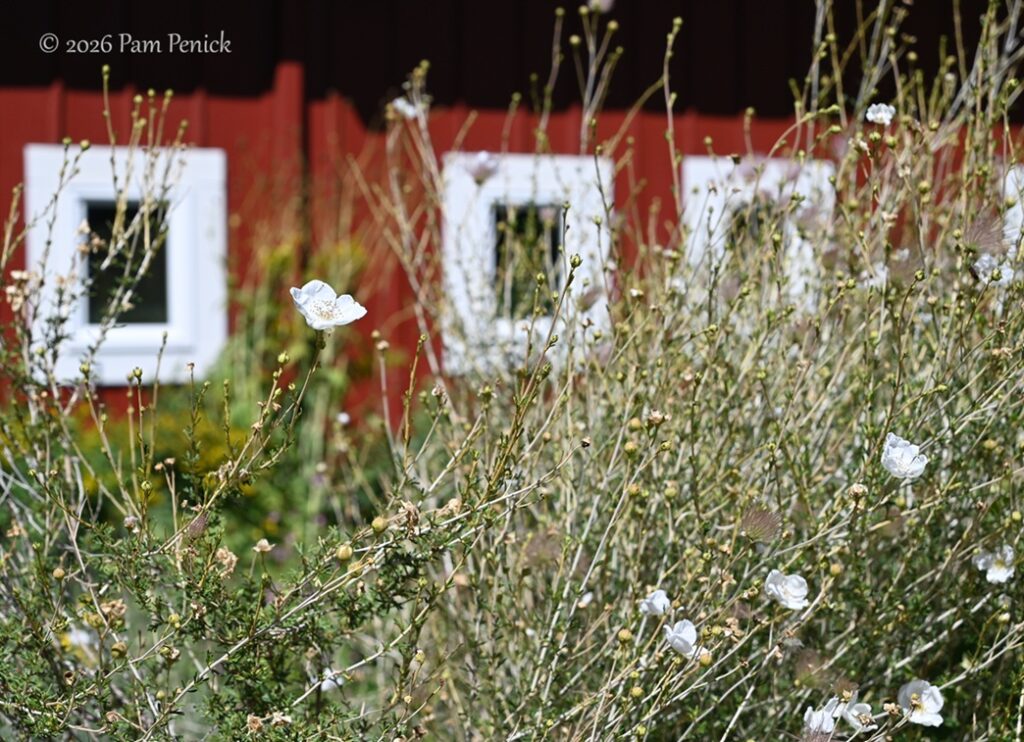 Colorado native plants, woodland garden, and kids’ fort at Chatfield Farms