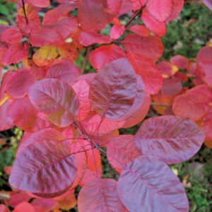 9 Drought-Tolerant Plants for Challenging Sites
