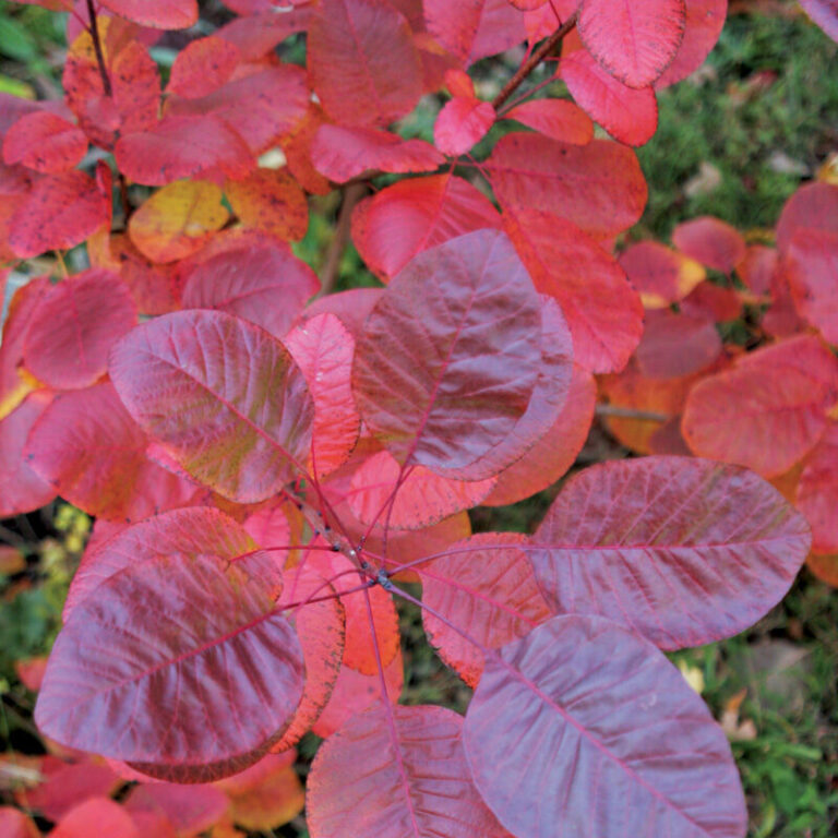 9 Drought-Tolerant Plants for Challenging Sites