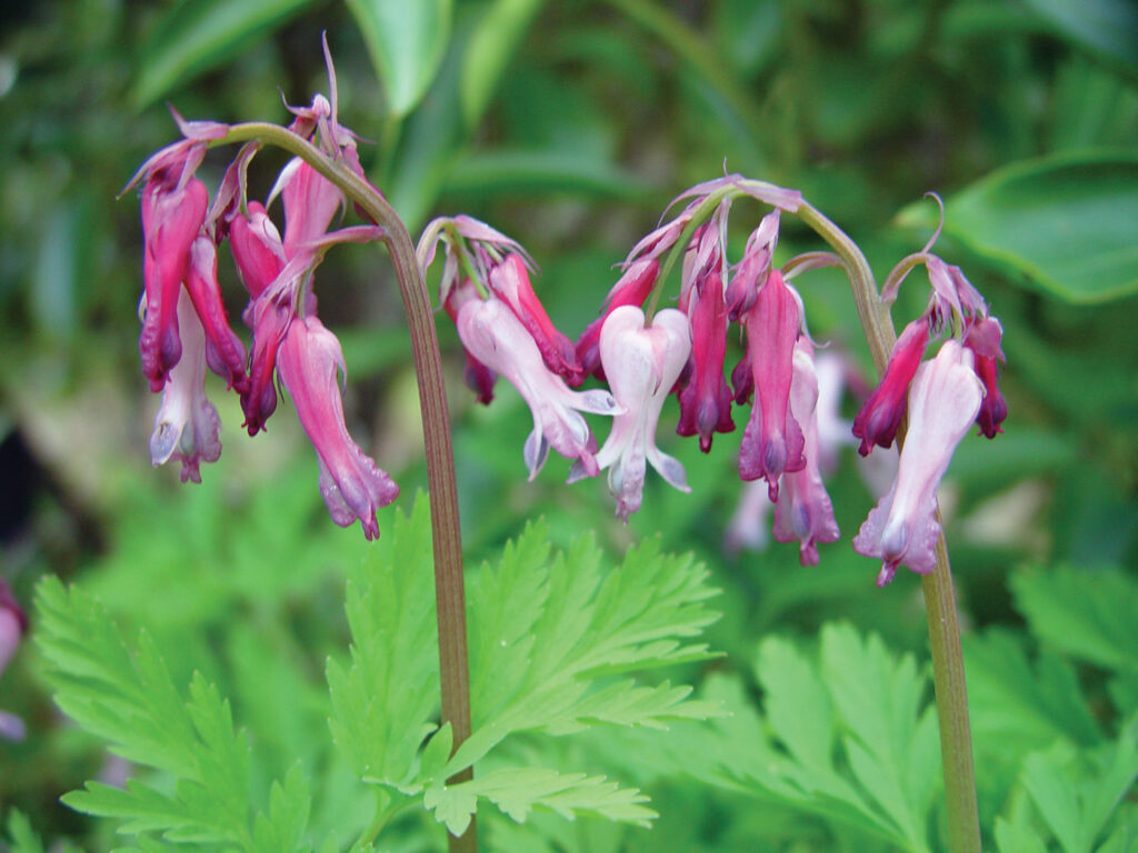 Wild Bleeding Heart: A Hardworking and Adaptable Beauty