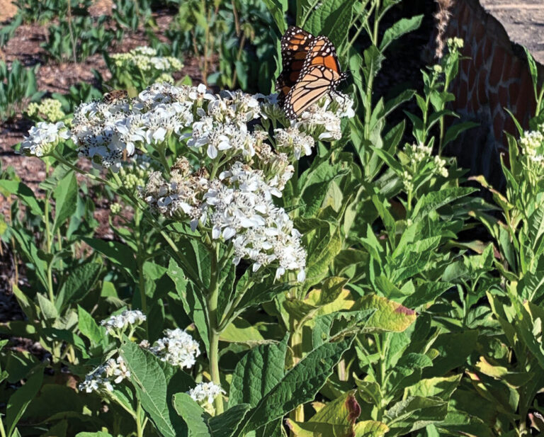 Frostweed: A Drought-Tolerant Native with a Twist