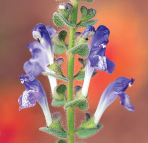 Heartleaf Skullcap: A Deer-Resistant Native Perennial