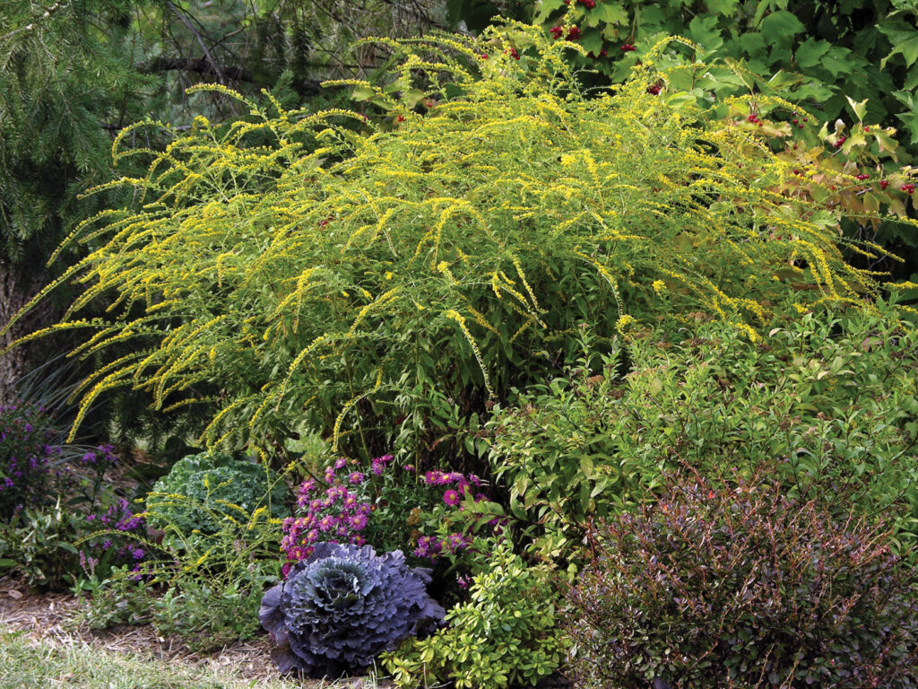 ‘Fireworks’ Goldenrod: A Pollinator Favorite with Bold Yellow Blooms