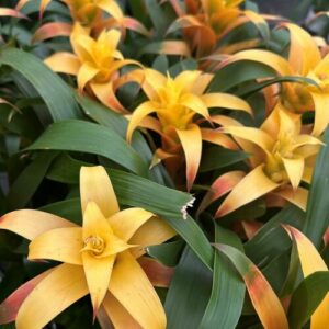Growing Bromeliads in the Pacific Northwest