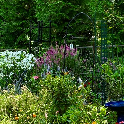 Colorful Summer Plant Combinations in Dot’s Pennsylvania Garden