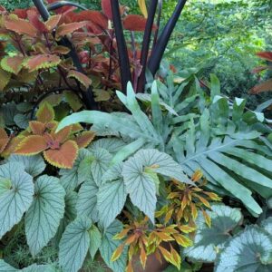 Unusual Foliage Plants for Shady Containers
