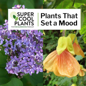 Super Cool Plants Episode 7: Plants That Set a Mood