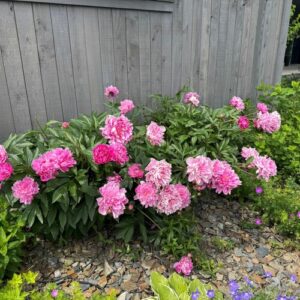 A Glimpse of Peony Season in Montana