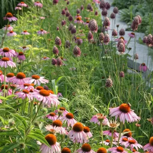 The Next 10 Garden Photos of the Day