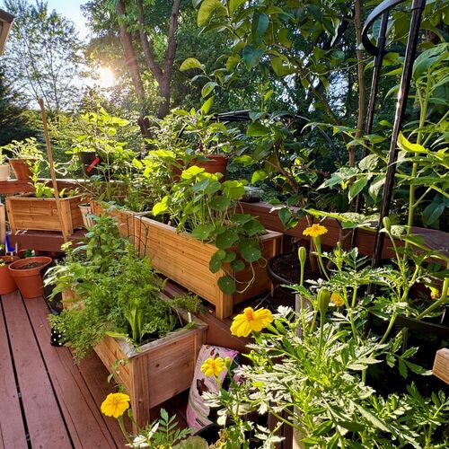 A Little Bit of Everything in Christine’s Deck Garden